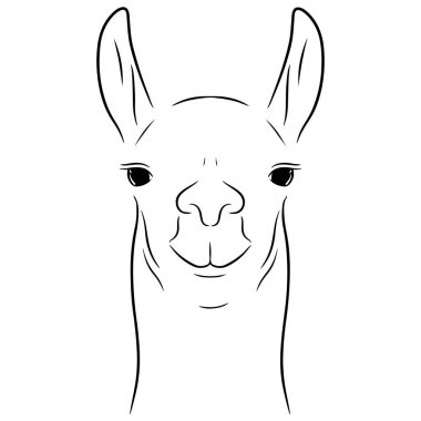 Lama. Beyaz bir arkaplanda izole edilmiş, çizilmiş el çizimi vektör çizimi.