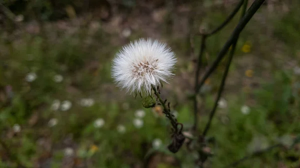 Flower Middle Forest — Stock Photo, Image