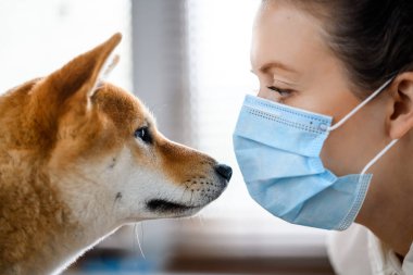 Tıbbi maskeli bir kız ve Shiba Inu soyundan bir köpek birbirlerine bakıyorlar.. 