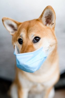 Tıbbi maskeli bir shiba inu köpeği portresi. Köpek merceğe şefkatli bir bakışla bakar..