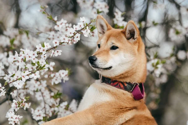 Perro Shiba Inu Siba Inu Color Rojo Brillante Mira Distancia —  Fotos de Stock