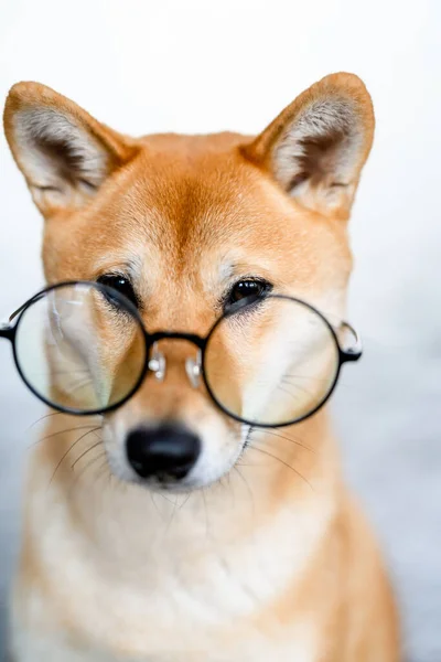 Retrato Cão Shiba Inu Grandes Copos Redondos Transparentes Cão Com — Fotografia de Stock