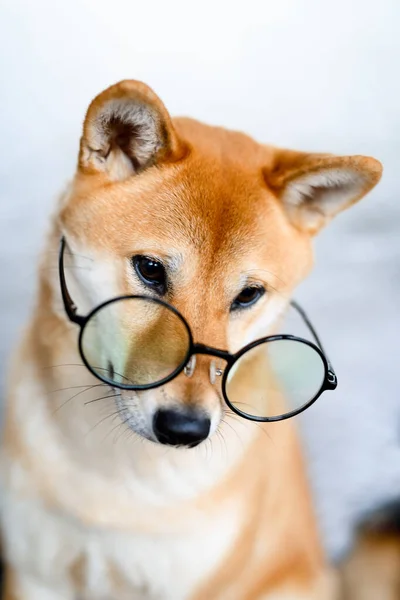 Ritratto Cane Shiba Inu Grandi Bicchieri Rotondi Trasparenti Cane Con — Foto Stock