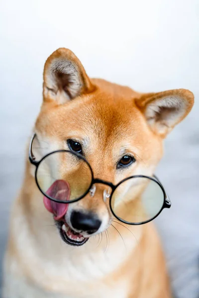 Retrato Cão Shiba Inu Grandes Copos Redondos Transparentes Cão Com — Fotografia de Stock