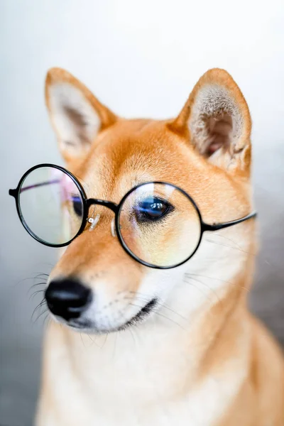Портрет Собаки Шибы Ину Больших Прозрачных Круглых Бокалах Собака Умным — стоковое фото