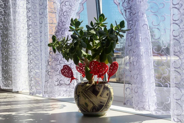 Crassula Bonsai para ağacı pencerenin yanındaki masada duruyor. Para desenli bir tencerede kapalı bir bitki. Sabah güneş ışınları pencerenin perdesini araladı. Konfor ve iç tasarım kavramı.