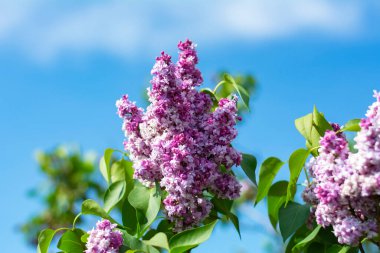 Ortasında çiçek açan bir leylak dalı. Mor küçük çiçekli leylak çalısı. Baharda masmavi bir gökyüzünün zemininde.