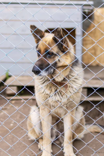 Pastor Europa Oriental Numa Jaula Perto Cão Grande Uma Coleira — Fotografia de Stock