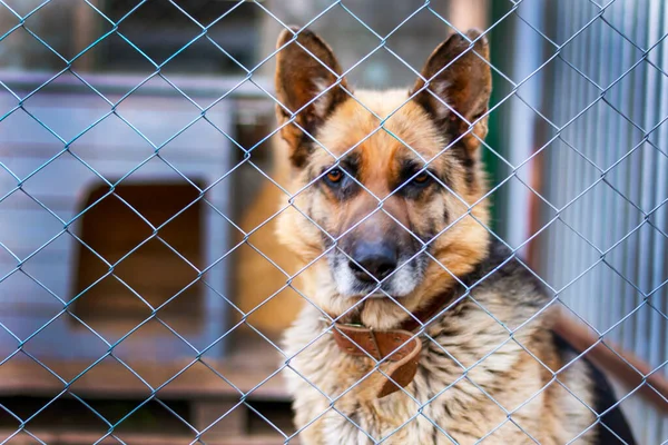 Kafeste yetişkin bir Doğu Avrupalı çoban. Kuşhane bekçilerindeki köpek. Yan tarafa güzel bir bakış, yakın çekim, bokeh, bulanık arkaplan.