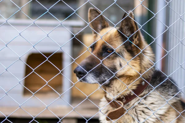 Ein Reinrassiger Osteuropäischer Schäferhund Sitzt Einem Käfig Und Blickt Die — Stockfoto
