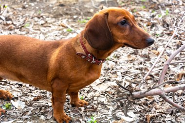 Kahverengi dachshund sonbahar ormanında duruyor. Uzağa bakıyor.