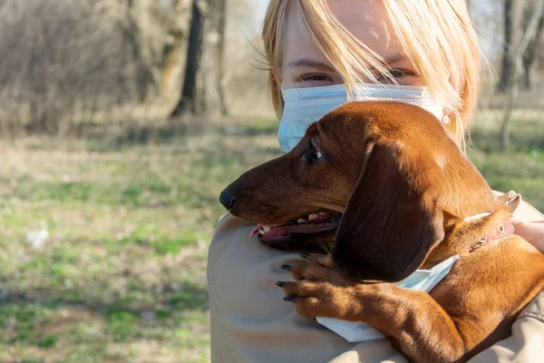 Koruyucu cerrahi maskeli bir kadın kollarında bir dachshund köpeği tutuyor. Köpekle birlikte yürü. Çin Coronavirüs Hastalığı COVID-19 evcil hayvanlar için tehlikeli değildir.