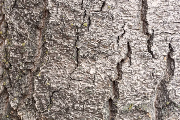 Textura Corteza Árbol Viejo — Foto de Stock