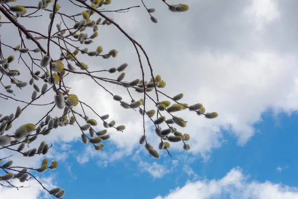 Söğüt dalları baharda açar, parlak mavi gökyüzü beyaz bulutlarla.