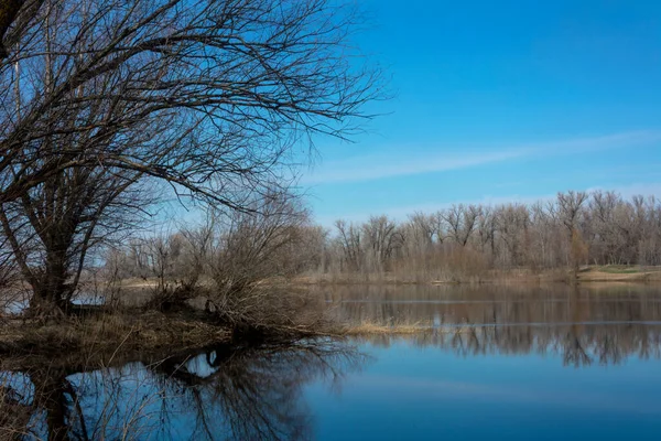 Rivierkant Van Het Bos Het Vroege Voorjaar Reflectie Van Bomen — Stockfoto