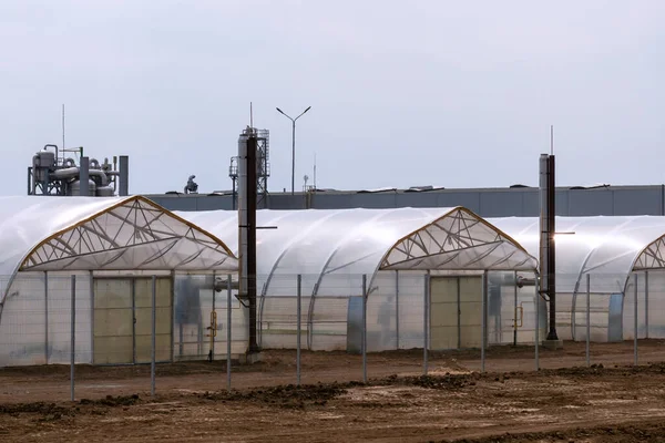 Sebze fabrikasının yanındaki sera kompleksinin cephesi. Yıl boyunca organik ürünler yetiştiriyor. Ticari bir seranın ortaya çıkışı..