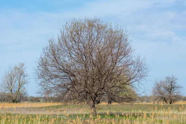 Baharda tarlada yaprakları olmayan büyük bir ağaç. Mavi gökyüzü arka planı. Büyük bir tacı olan devasa bir ağaç. Kırsal alanda yaşlı bir ağaç.