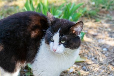Büyük kedi siyah ve beyazdır. Yeşil gözlü kedi. Yazın, güzel bir kedi güneşte yürür..