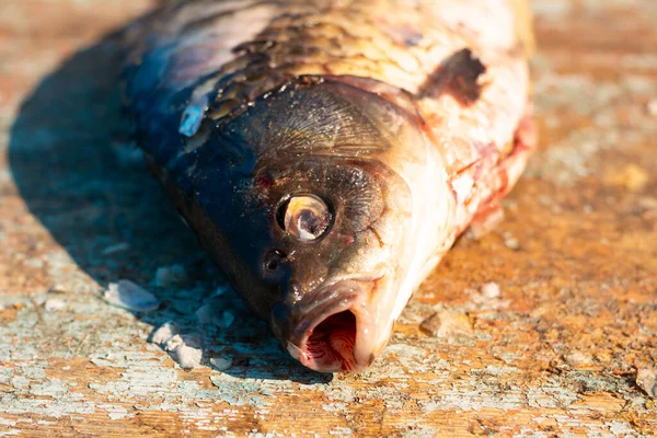 Esqueleto Sufocado Mortos Dos Peixes Foto de Stock - Imagem de