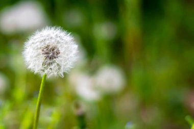 Tohumları olan beyaz bir karahindiba başı. Bulanık arkaplan. Karahindiba tarlada, yakın planda. (Taraxacum Officinale) Kopyalama alanı.