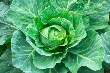 Sebze bahçesinde bir baş taze yeşil lahana. Yazın organik sebzeler, zehirli olmayan lahana, eko ürünler..