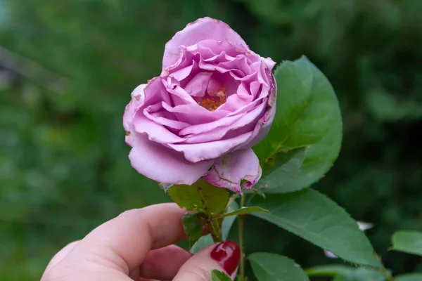 Fleur Rose Dans Une Main Féminine Violette Est Levée Dans — Photo