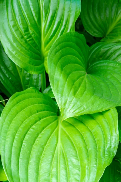 Bright green leaves hosta in the summer. Tropical plant close-up for background.