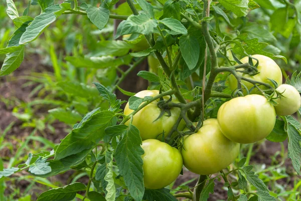 여름에 정원에 토마토 야외에서 토마토를 기르고 있습니다 토마토를 클로즈업합니다 제품의 — 스톡 사진