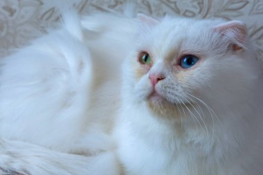 Farklı gözleri olan beyaz tüylü bir kedinin portresi. Evcil hayvan, İranlı güzel kedi.