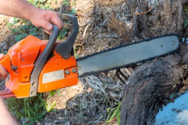 Profesyonel elektrikli testere yaşlı bir ağacı keser. Elektrikli testereyle kereste atölyesinde devrilmiş ağaçlar..