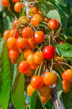 Kırmızı kenarlı, olgun sarı kirazlı meyveler. Yaz havası, eko ürünleri, yaz meyveleri.