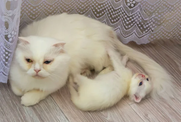 床に白い子猫のいるペルシャの白いふわふわの猫が遊んでいます 美しい母猫と赤ちゃん猫 — ストック写真