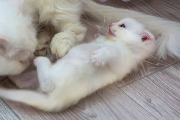 Mały Biały Kotek Obok Mamy Kota Perska Rodzina Kotów Domu — Zdjęcie stockowe