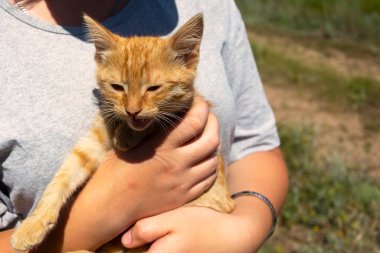Güzel kırmızı kedi yavrusu bir kızın ellerinde. Yazın bir kediyle yürümek. Hayvan bakımı konsepti. Hayvanlar için aşk.