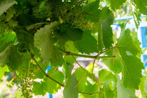 緑の葉を持つブドウの枝 夏には太陽の光の下で若いブドウ — ストック写真