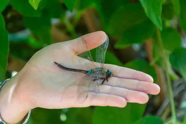 Libelle Auf Der Handfläche Aus Nächster Nähe Hintergrund Der Grünen — Stockfoto