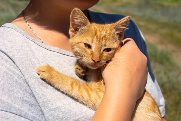 女の子の手の中に小さな赤い子猫は保護を探しています 夏の晴れた日に散歩に子猫 動物愛護の概念 ペットへの愛 — ストック写真