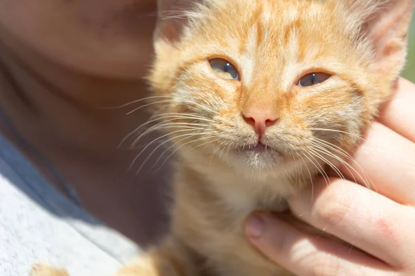 Close-up portrait of a beautiful ginger kitten. Red kitten with green eyes in the bright sun on a summer day. Little cat is held in hands.