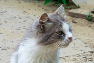 Yaşlı bir evsiz kedi sahibini özlüyor. Yakın plan portre, yumuşak odaklanma. Evcil hayvanlar için barınak. Hayvan bakımı konsepti.