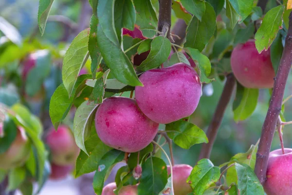 Bahçedeki ağaçta güzel kırmızı elmalar. Sonbahar hasat konsepti, doğal ürünler. Yakın çekim, seçici odaklanma.