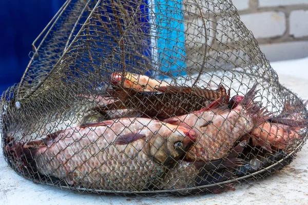 Metal Ağda Taze Balık Sazan Balığı Balıkçılık Balıkçılık Yakın Plan — Stok fotoğraf