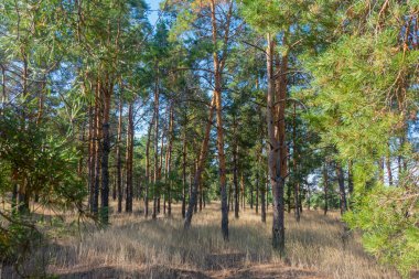 Ormanın içindeki kozalaklı ağaçların görüntüsü. Sonbahar günışığında çam ormanı.