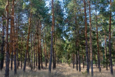 Kozalaklı bir ormanda gün ışığıyla birlikte büyük çam ağaçları..