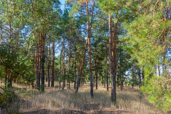 Ormanın içindeki kozalaklı ağaçların görüntüsü. Sonbahar günışığında çam ormanı.