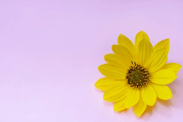 Pastel pembe arka planda sarı çiçek. Banner, metin için yer.