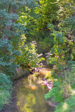 Ağaçların arasında, ormanda akarsu. Güneş ışığı suya ve yapraklara vurur. Seçici odak, yüzeysel alan derinliği.