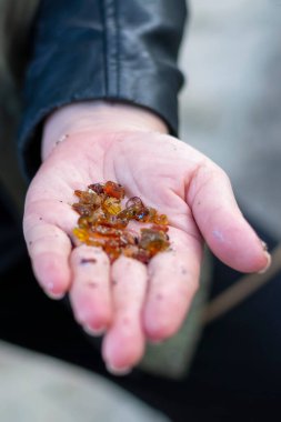 Avuç içlerindeki küçük kehribar taşları deniz kıyısında toplandı. Seçici odak, yüzeysel alan derinliği.