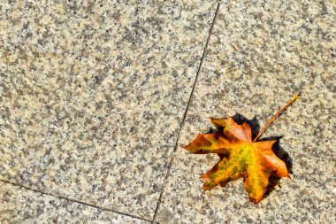 Sonbahar sarısı Kanada akçaağaç yaprağı granit yüzeyde. Parlak güneş ışığı, sert gölgeler. Doğa solduran kavram, kopyalama alanı.