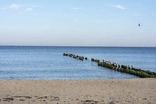 Östersjön Strand Med Trä Vågbrytare Och Flock Måsar Den Selektivt — Stockfoto