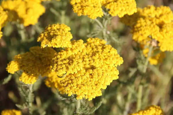 Sarı çiçekler kapanıyor.